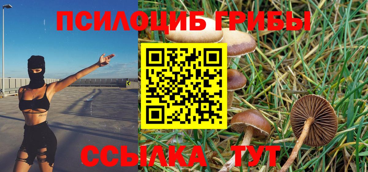 Псилоцибиновые грибы Cubensis  Псилоцибиновые грибы ЛСД  Вход с VPN  Сунжа 